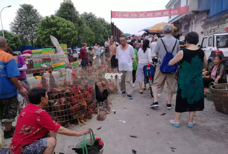 成都乡镇赶场日期一览，文化与生活的精彩交汇