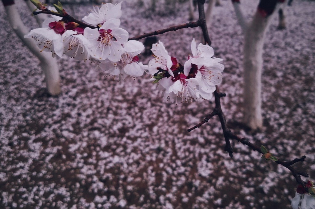 花雨春录，最新章节绽放的诗篇与春天的颂歌