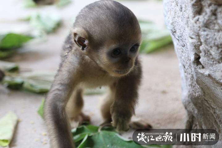 贝贝猴下载，儿童娱乐新领域的探索