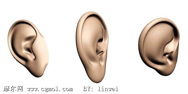 耳朵模型下载，探索耳朵结构的奥秘及其应用领域