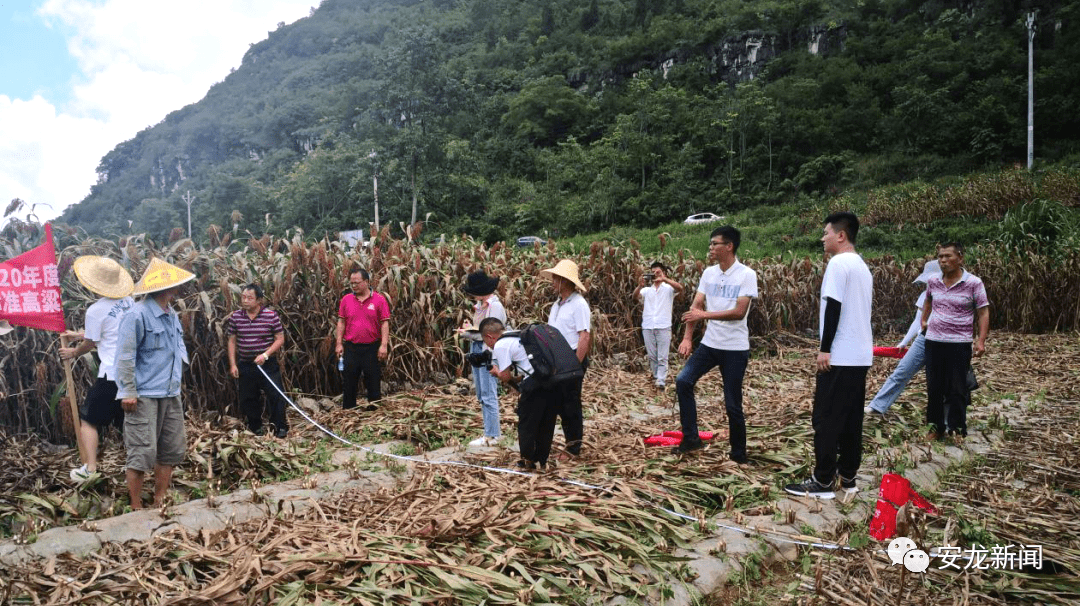 永福县农业农村局新项目推动农业现代化，乡村振兴再添动力