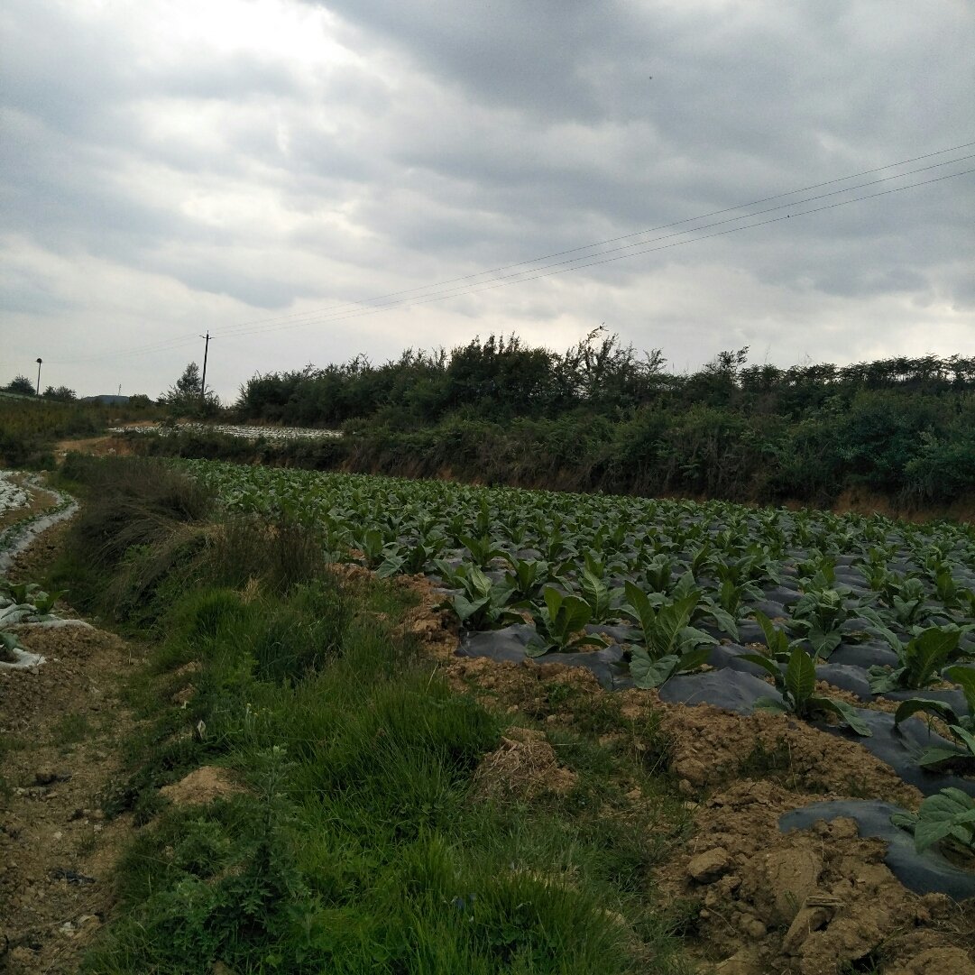 阜龙乡天气预报更新通知