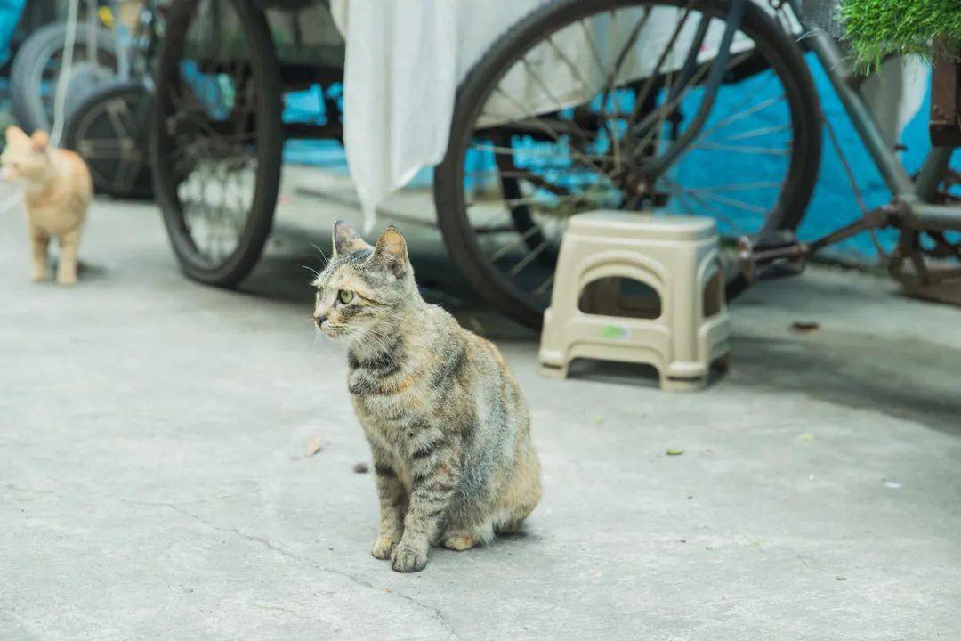 灵昆街道天气预报最新详解